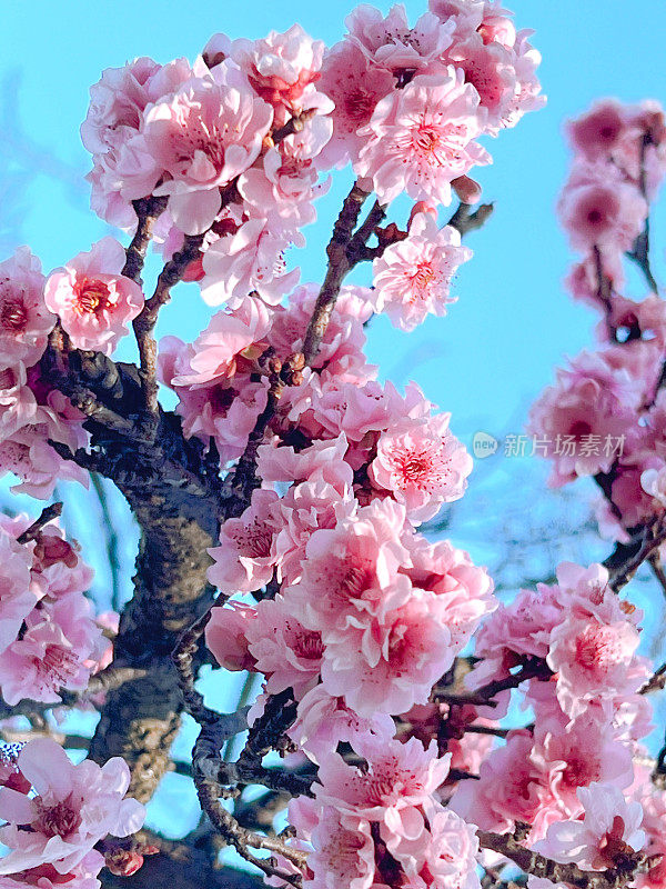 粉红色的桃花在春天