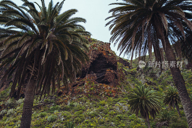 加那利群岛特内里费岛的风景