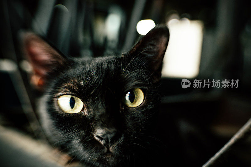 黑猫眼睛的特写