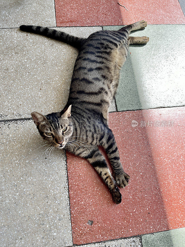 土耳其的流浪猫