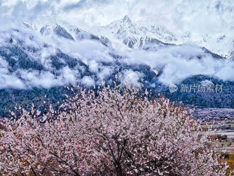 雪山脚下的樱桃树