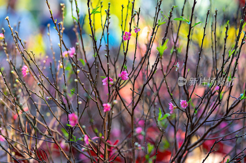 越南农历春节前，五彩缤纷的粉红色花朵盛开在一个小村庄。桃枝、樱花与越南春节食物