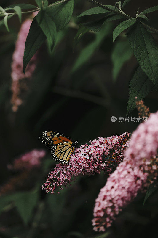 蝴蝶丛花上的帝王蝶