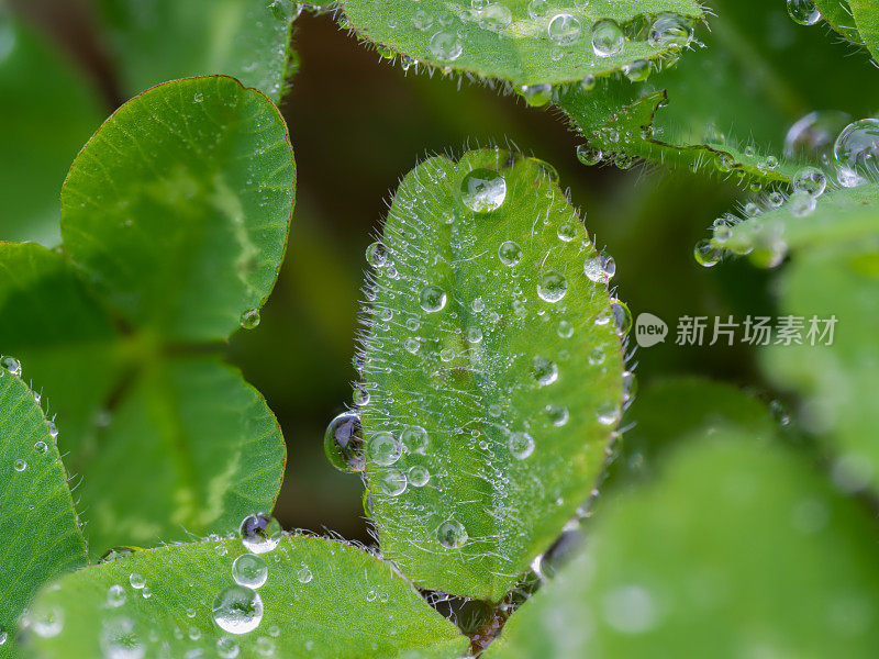 下雨天绿草地上的小露珠