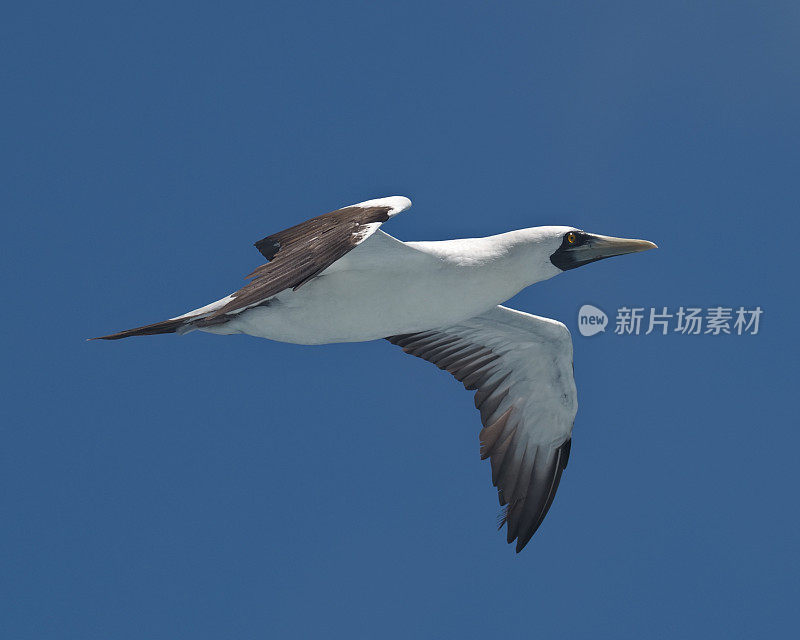 一只成年蒙面鲣鸟在晴朗的蓝天上飞过头顶