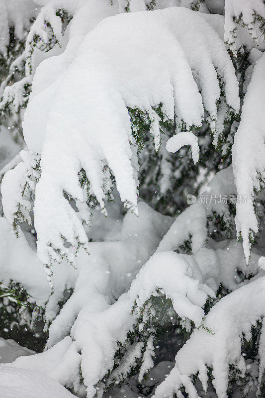 纯白色的背景上，杉树树枝上覆盖着厚厚的积雪