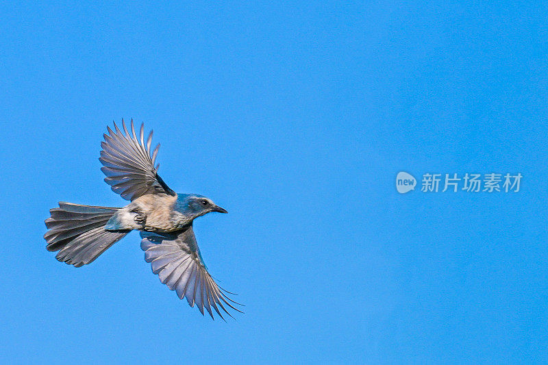 飞行中的佛罗里达矮丛鸦