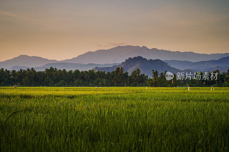 Ricefield