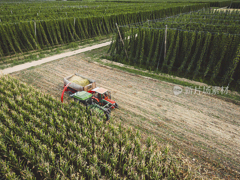 拖拉机在玉米地里收割庄稼。农业的概念。天线。