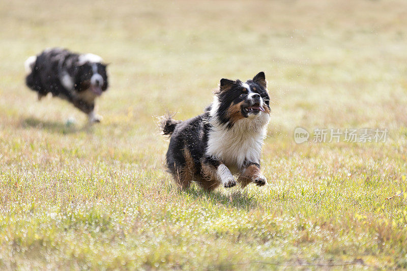 阳光明媚的日子里，两只澳大利亚牧羊犬在草地上跑球