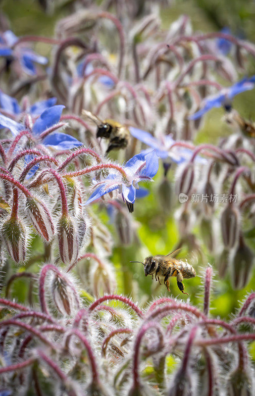 蜜蜂飞向琉璃苣花