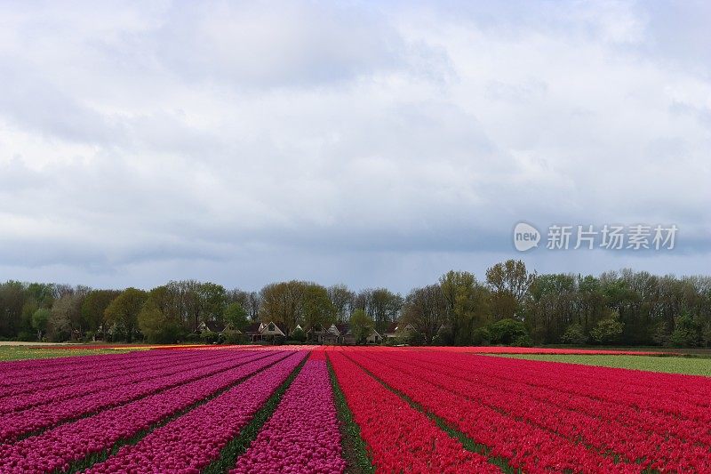 成排的鲜红色和紫色郁金香生长在荷兰的球茎地里