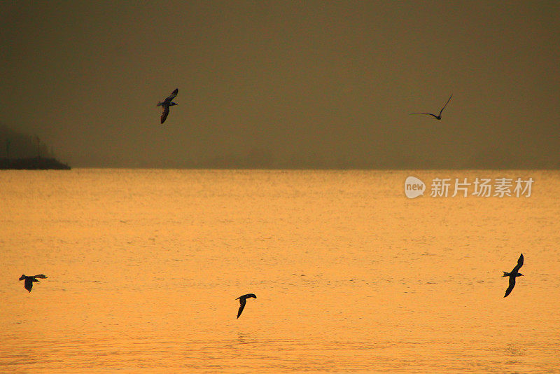 海鸥在波涛的怒吼中低飞