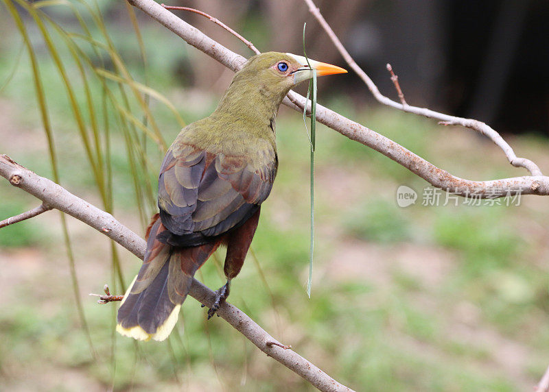 绿色Oropendola