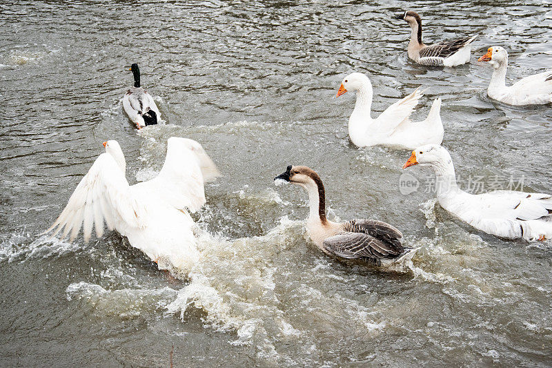 鸭子在水里打架。家禽饲养场的鸭子。