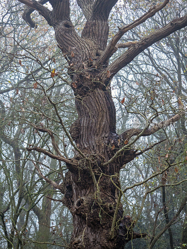 美丽的古老的英国橡树，在小树木的背景下看起来很有活力