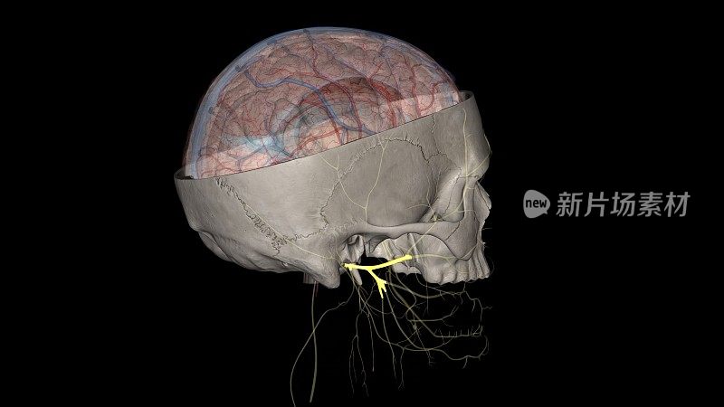 面神经是第七脑神经，携带控制面部运动和表情的神经纤维