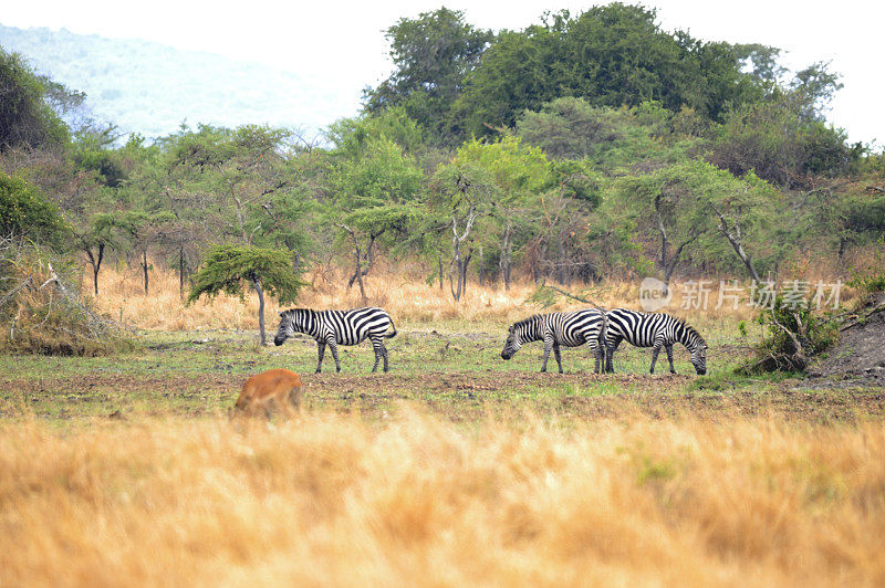 卢旺达阿卡盖拉国家公园的斑马
