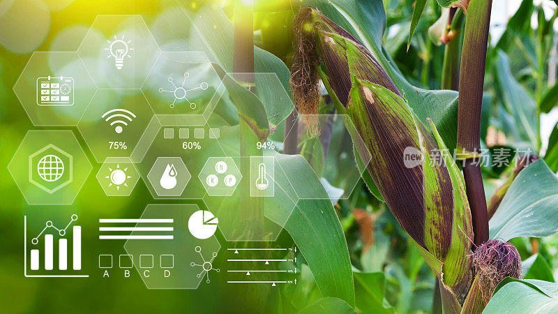 田间鲜甜玉米绿叶有机玉米智慧农场和精准农业4.0，具有视觉图标、数字科技农业和智慧农业概念。