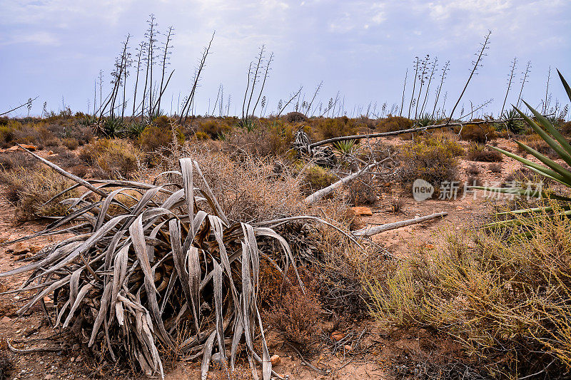 一片干燥贫瘠的沙漠只有几株植物和一棵死树