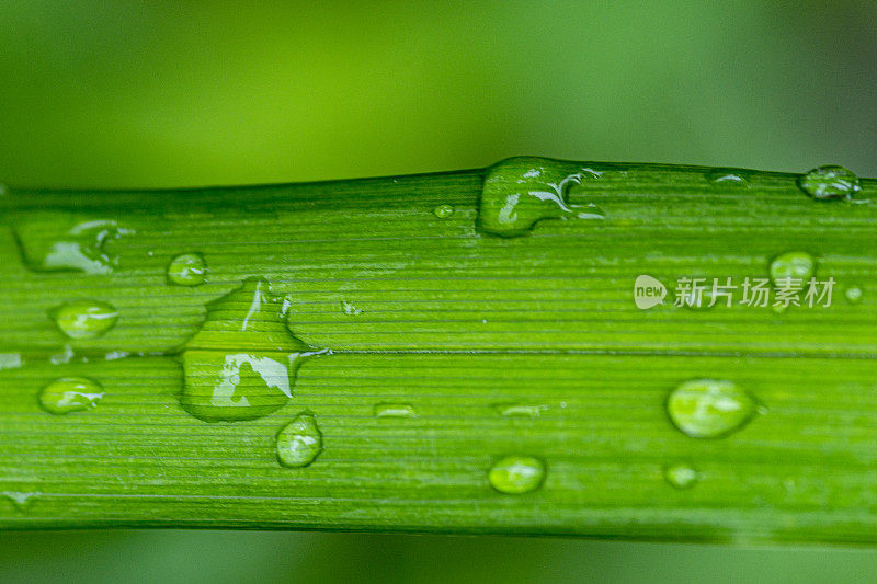 草叶与雨滴