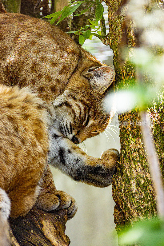 雌性山猫或山猫