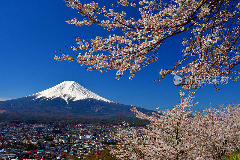 富士山和樱花:从荒山森根公园，富士吉田