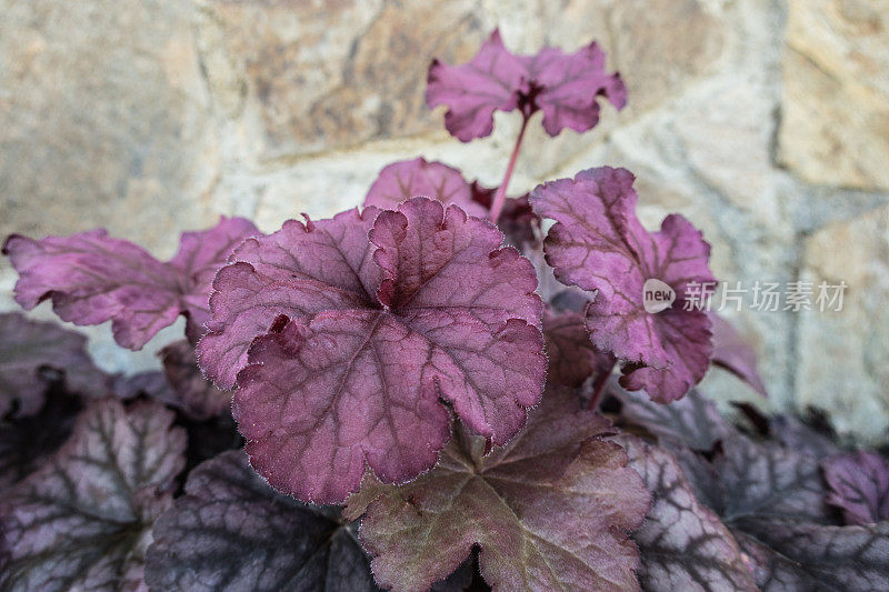 春天的珊瑚钟(Heuchera)五颜六色的叶子