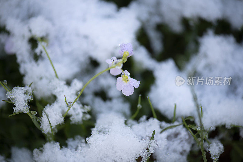 春天，融化的雪落在草坪上的鲜花上