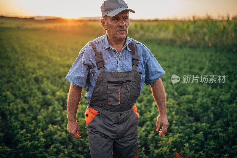 一个农民站在田野里望着远方