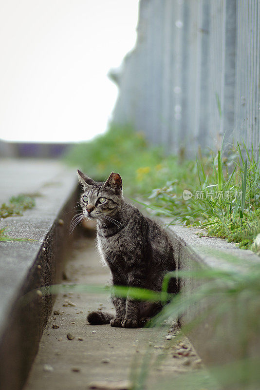 一只流浪猫坐在沟里