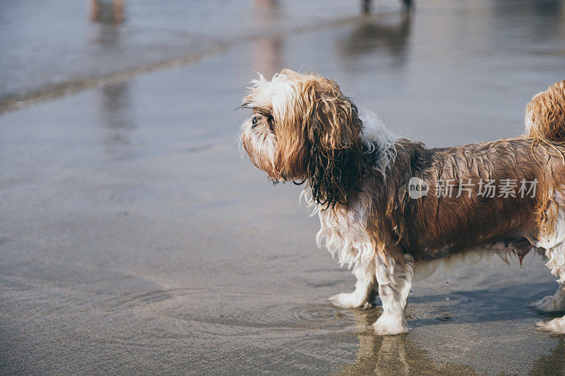 英格兰康沃尔海滩上的湿西施犬