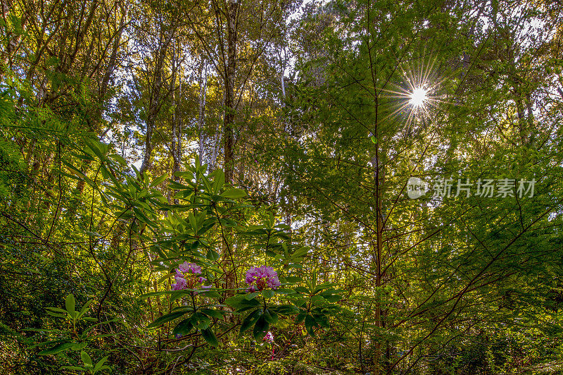 杜鹃花和红杉，北加州