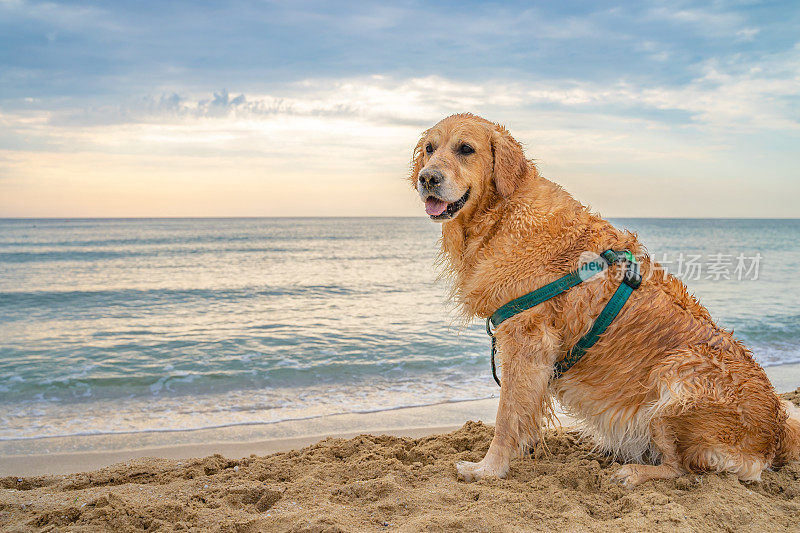 潮湿的成年金毛猎犬站在沙滩上的沙子与大海在背景在日出