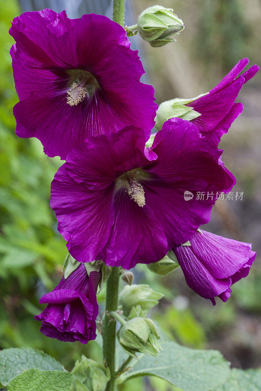 紫色的蜀葵