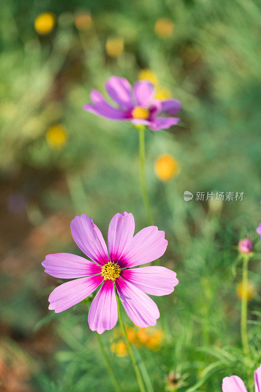 春天开花的金鸡菊