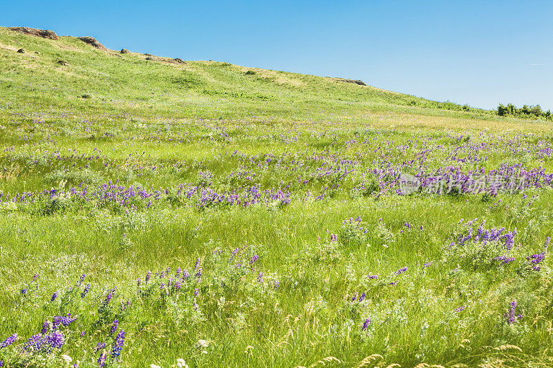 绿色的草地与紫色的羽扇豆野花和蓝天