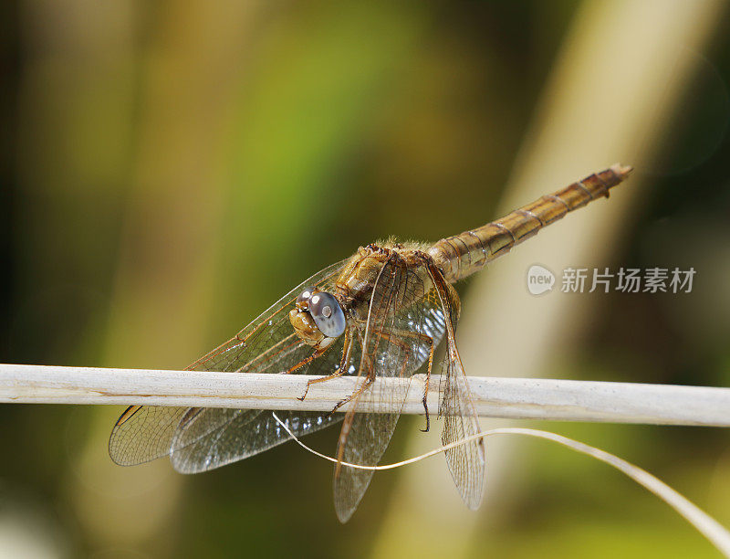 红箭蜻蜓(鳄鱼红斑)雌性