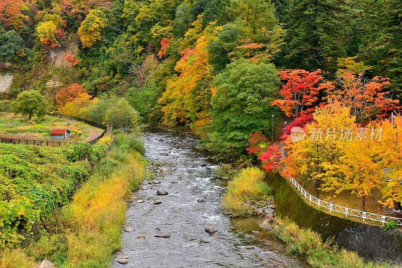 青森县黑石的中野百山公园秋叶