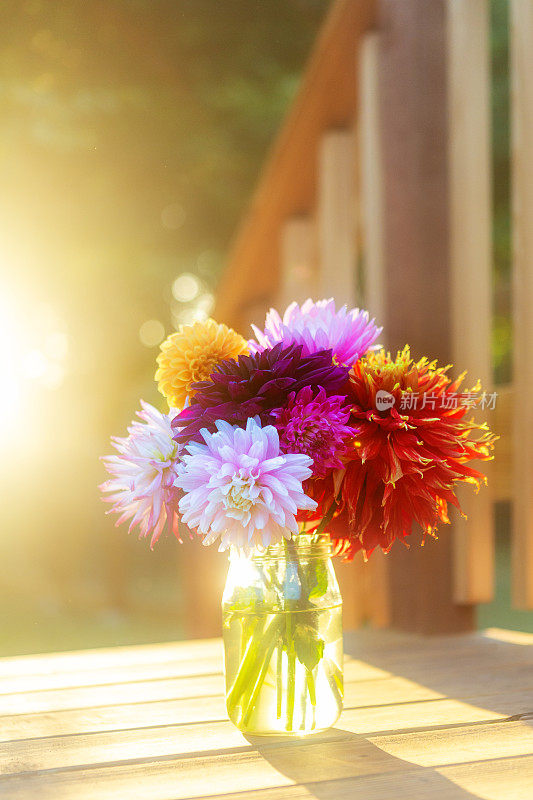 美丽的色彩鲜艳的大丽花，明亮地照亮外面的木甲板与散焦和太阳耀斑。复制花束上面的空间。花的背景图片。