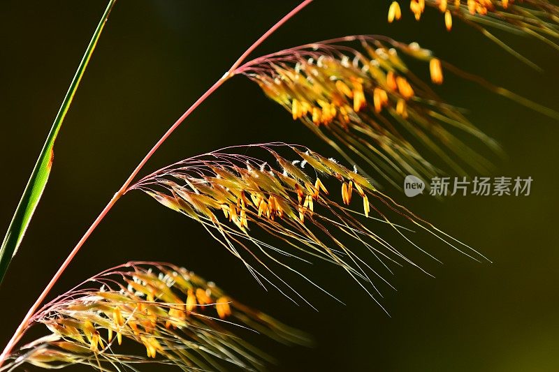 大的不平衡的印度草种子杆与花残余悬垂