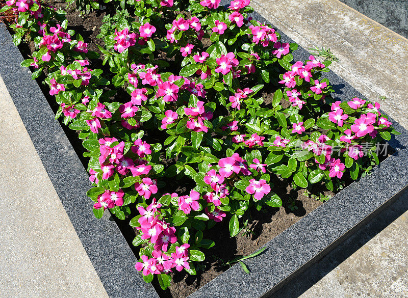 在公共墓地的墓碑上有粉红色的花