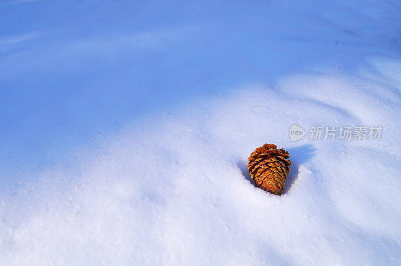 冬雪背景中的松果