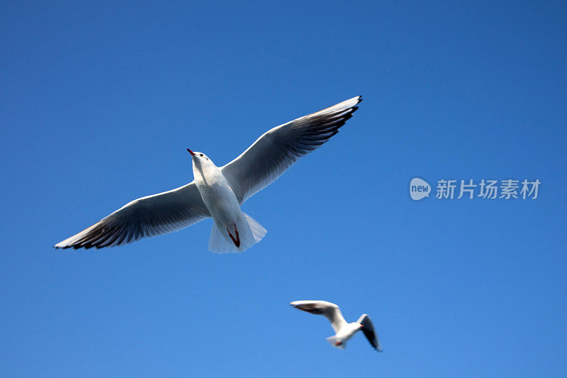 海鸥在湛蓝的天空中飞翔