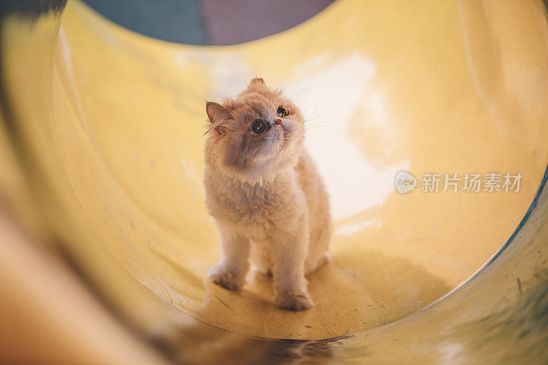 一只波斯小猫在儿童游乐场的隧道里好奇地四处张望