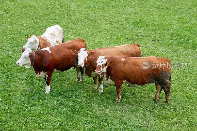 四头牛站在草地上