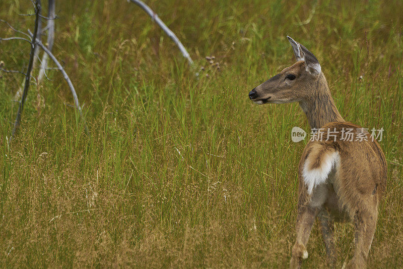 加拿大亚伯达省班夫国家公园风景优美的野鹿
