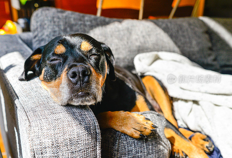 罗威纳犬懒洋洋地躺在室内沙发上，头靠在扶手上
