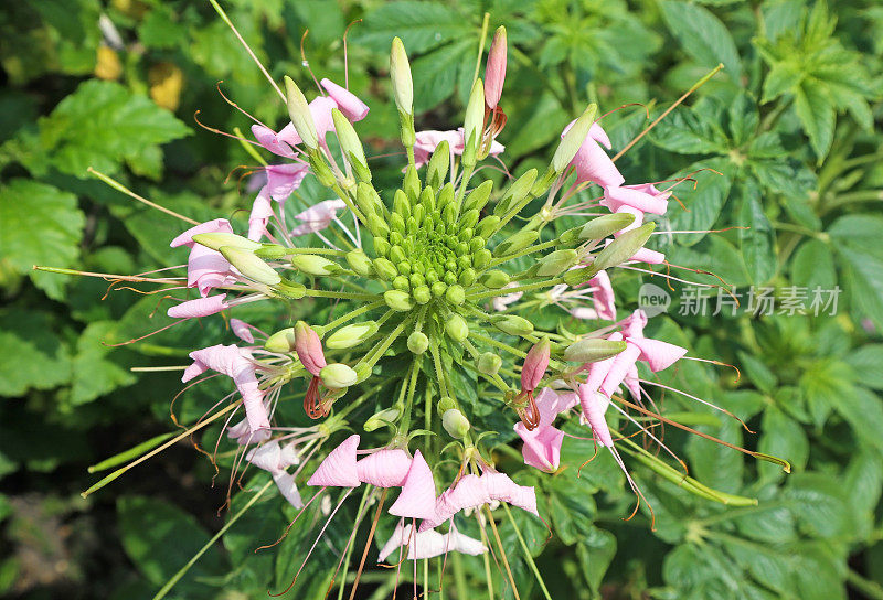 百合科花特写在夏季时间