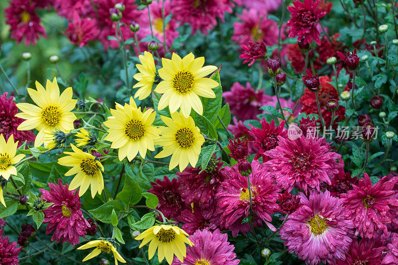 水马齿,菊花